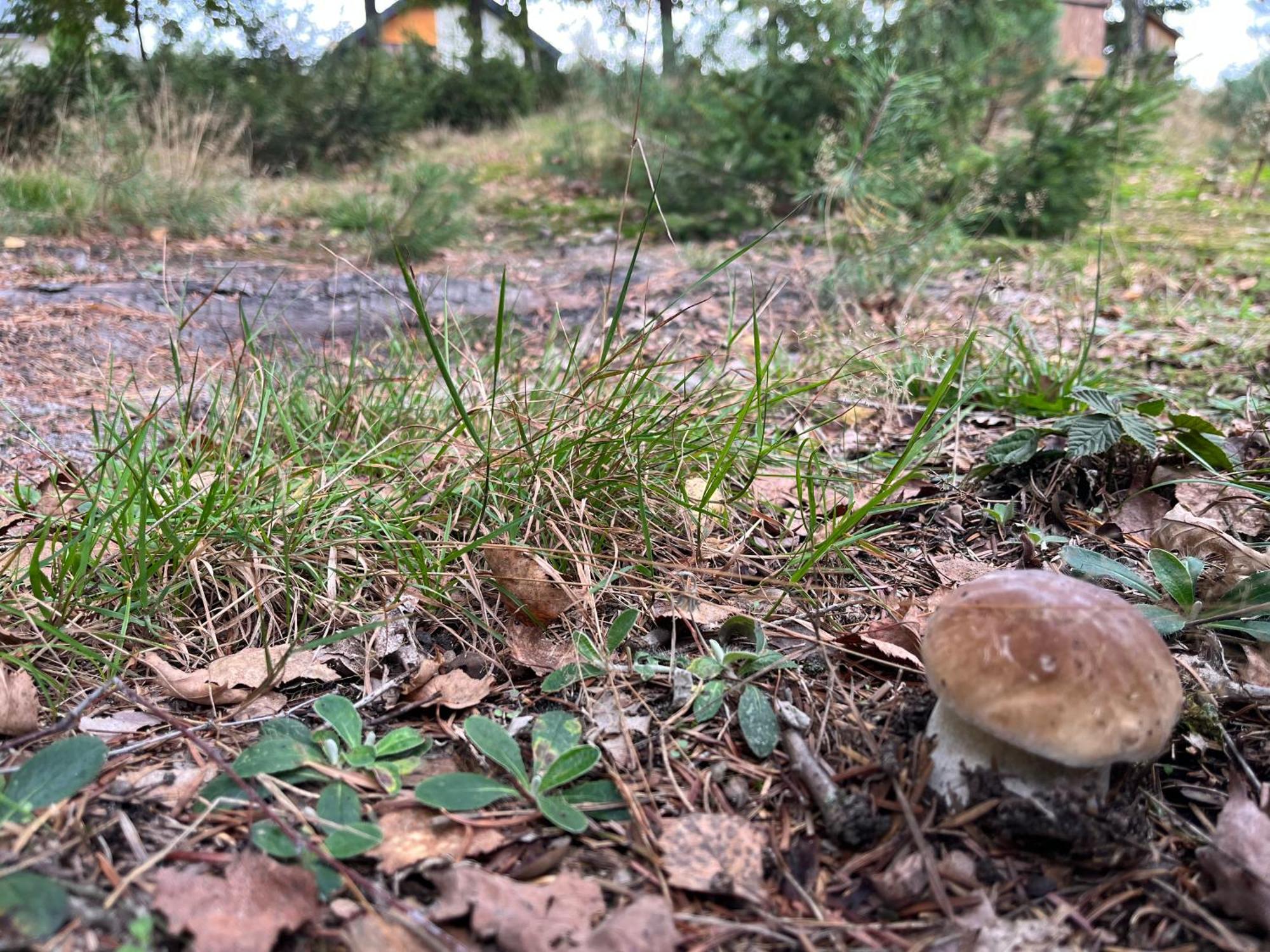 Lesny Dworek Snochowice Exteriér fotografie